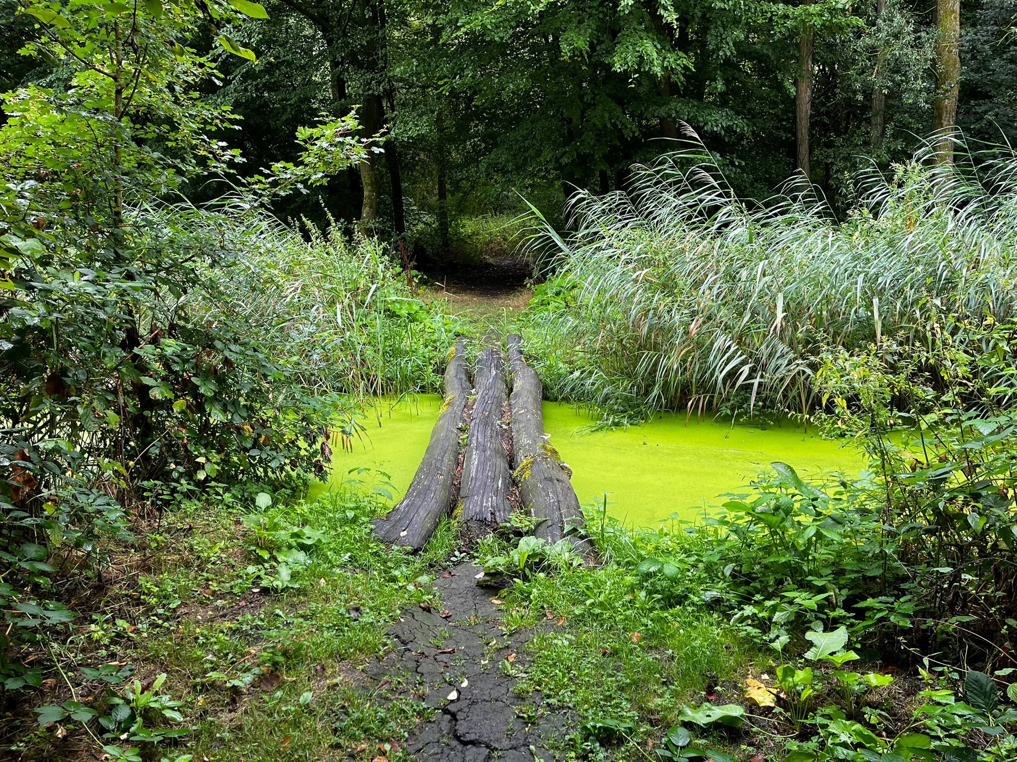 Biesbush play forest