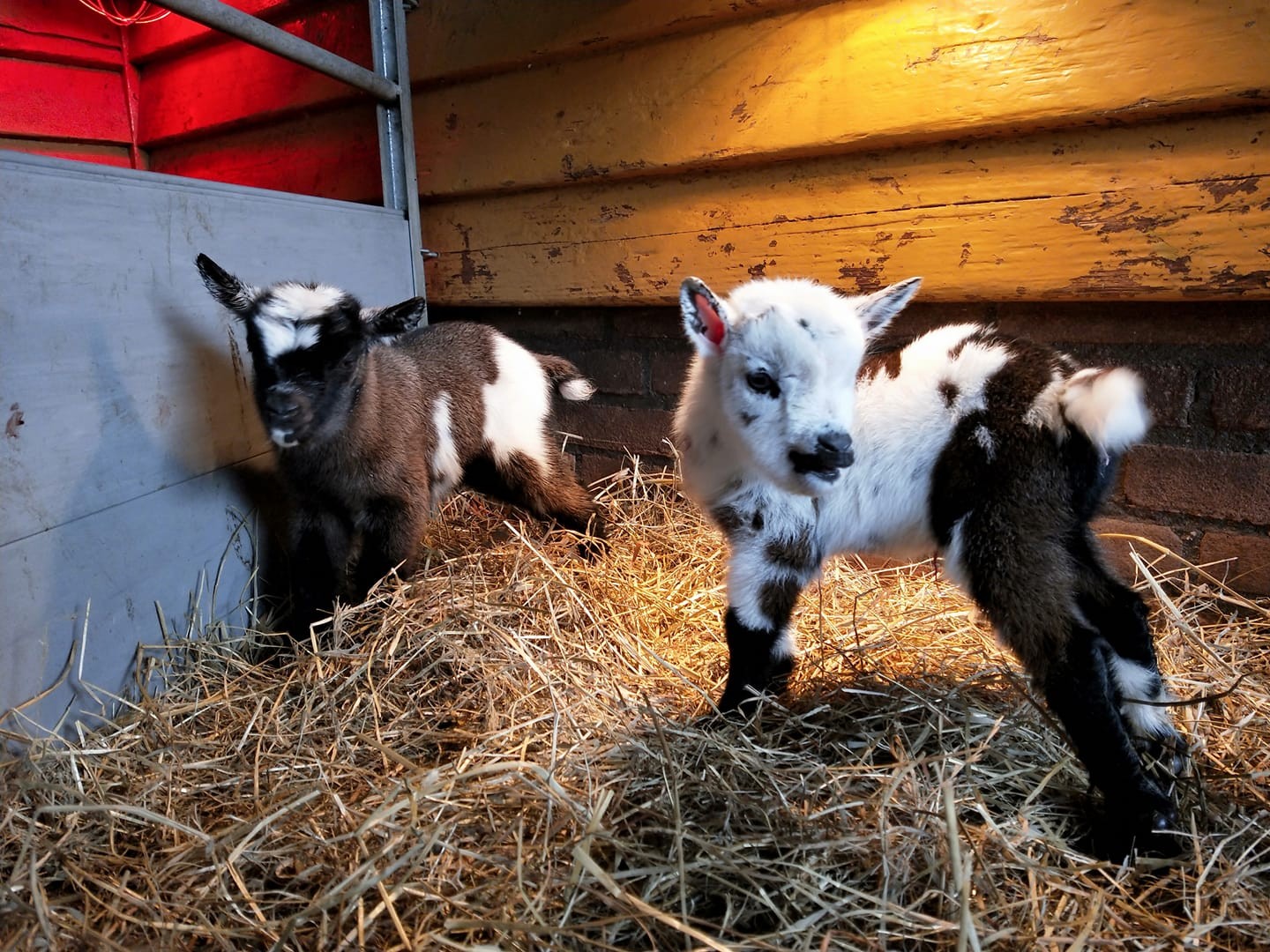 Stadsboerderij buytendelft